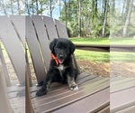 Small Photo #12 Gollie Puppy For Sale in SANTA ROSA BEACH, FL, USA