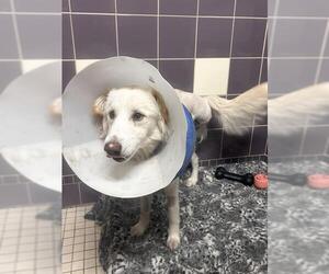 Australian Shepherd-Unknown Mix Dogs for adoption in Denver, CO, USA