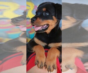 Rottweiler Puppy for sale in RESEDA, CA, USA