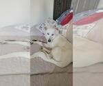 Small #3 Siberian Husky Mix