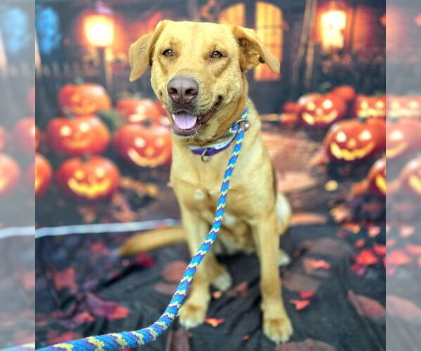 Medium Photo #3 Labrador Retriever-Unknown Mix Puppy For Sale in Long Beach, CA, USA