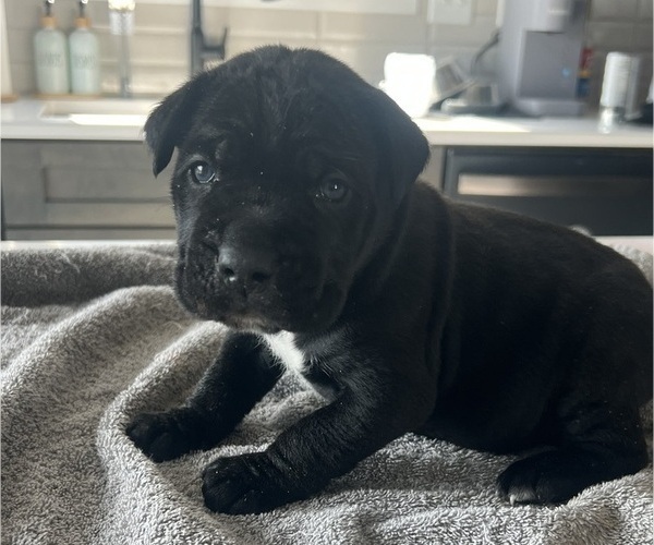 Medium Photo #33 Cane Corso Puppy For Sale in HORACE, ND, USA