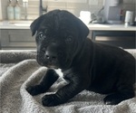 Small #32 Cane Corso