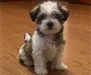Morkie Litter for sale in WHITING, IN, USA
