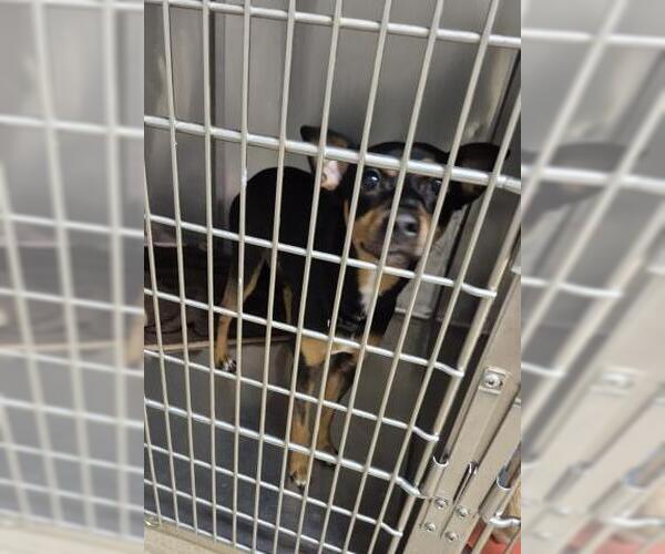 Medium Photo #1 Miniature Pinscher Puppy For Sale in Decatur, IL, USA