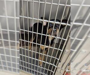Miniature Pinscher Dogs for adoption in Decatur, IL, USA
