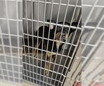 STURGEON MOON - Male Miniature Pinscher Dog for Adoption - Small photo
