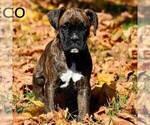 Small Photo #1 Boxer Puppy For Sale in BERNVILLE, PA, USA