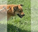 Small #1 Mutt