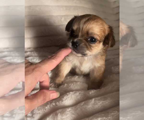 Medium Photo #11 Chihuahua Puppy For Sale in ADAMSVILLE, TN, USA
