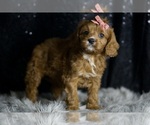 Small Photo #106 Cavapoo Puppy For Sale in WARSAW, IN, USA