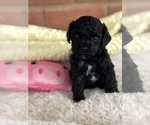 Puppy Trinity Cavapoo-Poodle (Toy) Mix