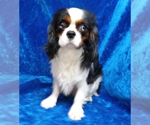 Father of the Cavalier King Charles Spaniel puppies born on 06/13/2020