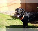 Small #3 Labrador Retriever Mix
