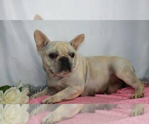 Mother of the French Bulldog puppies born on 05/06/2020