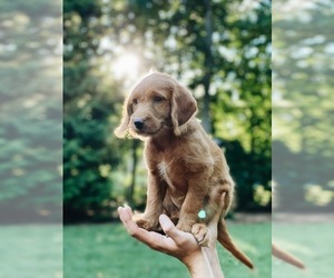 Labrador Retriever-Poodle (Toy) Mix Puppy for sale in STEVENS, PA, USA
