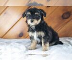 Puppy 2 Havanese-Miniature Australian Shepherd Mix