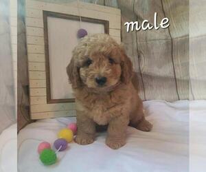 Goldendoodle (Miniature) Puppy for sale in RICHMOND, IL, USA