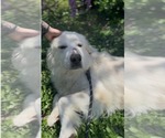 Small #7 Great Pyrenees