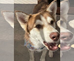 Medium Siberian Husky