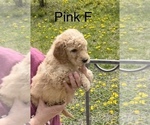 Small Photo #23 Goldendoodle Puppy For Sale in CROTON, MI, USA