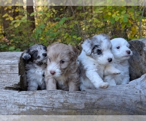 Aussiedoodle Miniature  Puppy for sale in SPIRIT LAKE, ID, USA