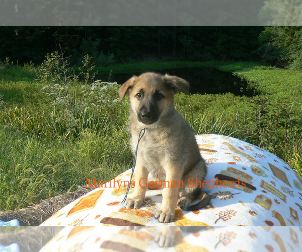 Medium Photo #5 German Shepherd Dog Puppy For Sale in PIEDMONT, MO, USA