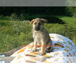 Small Photo #5 German Shepherd Dog Puppy For Sale in PIEDMONT, MO, USA