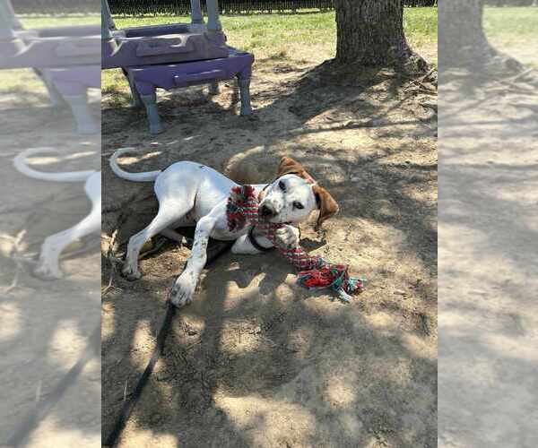 Medium Photo #5 Mutt Puppy For Sale in Evansville, IN, USA