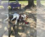 Small Photo #5 Mutt Puppy For Sale in Evansville, IN, USA