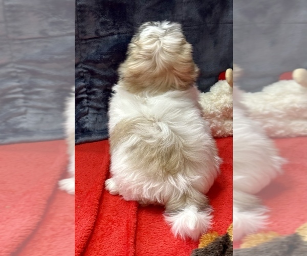 Medium Photo #5 Mal-Shi Puppy For Sale in SILEX, MO, USA