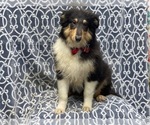 Small Photo #2 Collie Puppy For Sale in LAKELAND, FL, USA