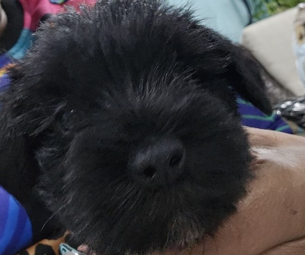 Medium Photo #11 Schnauzer (Miniature) Puppy For Sale in CHESAPEAKE, VA, USA