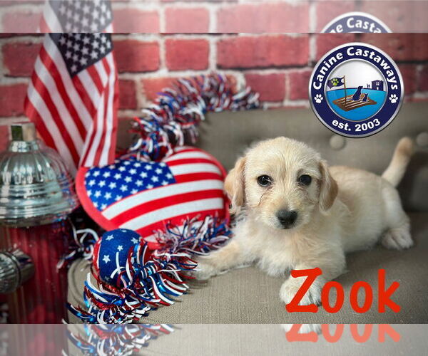 Medium Photo #4 Malchi Puppy For Sale in Arcadia, FL, USA