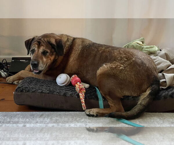 Medium Photo #21 Mutt Puppy For Sale in Mount Laurel, NJ, USA