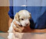 Small #3 Maltipoo