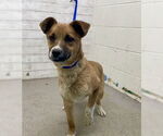 Small Photo #3  Puppy For Sale in , 