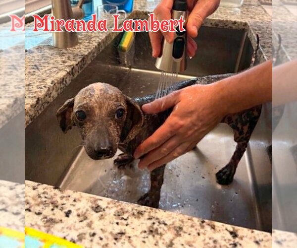 Medium Photo #25 Dachshund Puppy For Sale in San Antonio, TX, USA