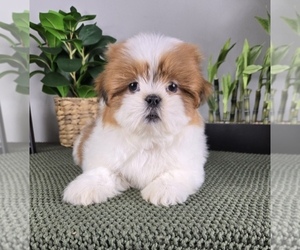 Shih Tzu Puppy for sale in FRANKLIN, IN, USA