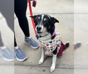 Left Eye #1 - Female German Shepherd Dog-Great Pyrenees Mix Dog for Adoption - Photo #3