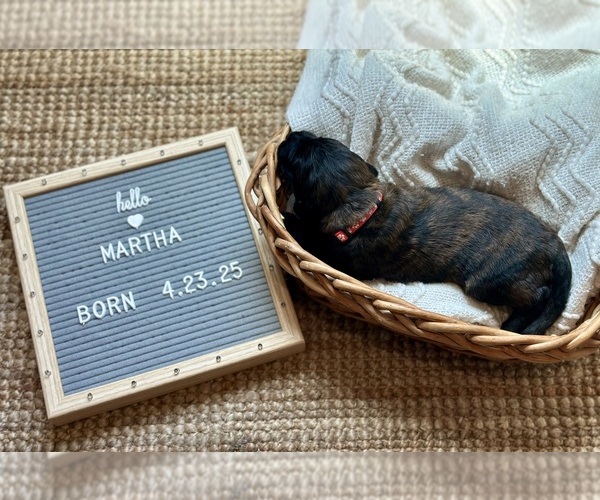Medium Photo #12 Goldendoodle Puppy For Sale in MARICOPA, AZ, USA