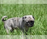 Small #3 Pug