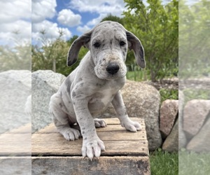 Great Dane Puppy for sale in MIDDLEBURY, IN, USA