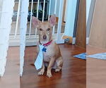 Small #10 Chihuahua Mix