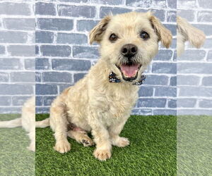 Maltese-Unknown Mix Dogs for adoption in Corona, CA, USA