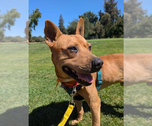 Medium Photo #3 American Pit Bull Terrier-Unknown Mix Puppy For Sale in Sacramento, CA, USA