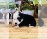 Small #1 Aussiedoodle