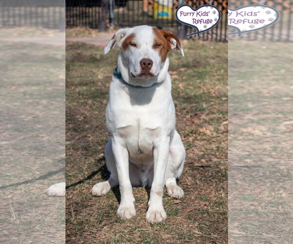 Medium Photo #3 American Staffordshire Terrier-Retriever  Mix Puppy For Sale in Lee's Summit, MO, USA