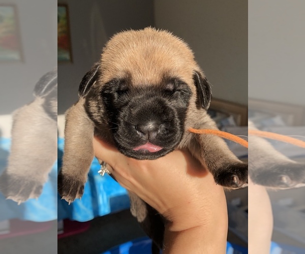 Medium Photo #8 Mastiff Puppy For Sale in VANCOUVER, WA, USA