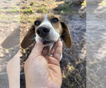 Small #9 Beagle